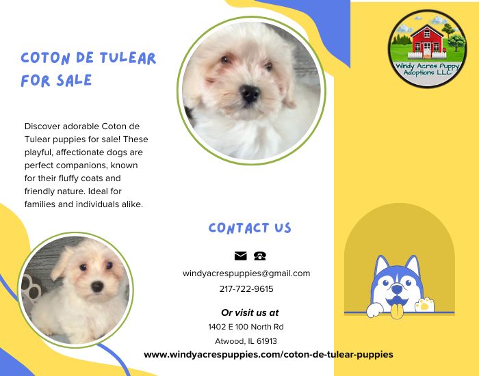 Coton De Tulear Puppies For Sale: Find Your Ideal Companion Today